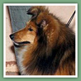 Berger des Shetland - Chiens
