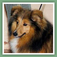 Berger des Shetland - Chiens