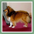 Berger des Shetland - Chiens