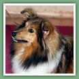 Berger des Shetland - Chiens