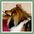 Berger des Shetland - Chiens