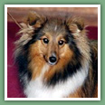 Berger des Shetland - Chiens