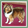 Berger des Shetland - Chiens
