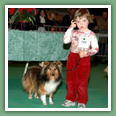 Berger des Shetland - Chiens
