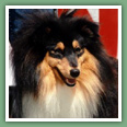 Berger des Shetland - Chiens