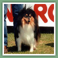 Berger des Shetland - Chiens