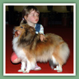 Berger des Shetland - Chiens