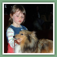 Berger des Shetland - Chiens