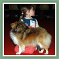 Berger des Shetland - Chiens