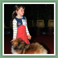 Berger des Shetland - Chiens