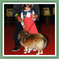 Berger des Shetland - Chiens