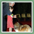 Berger des Shetland - Chiens