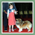 Berger des Shetland - Chiens