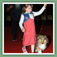 Berger des Shetland - Chiens