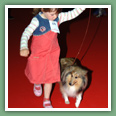 Berger des Shetland - Chiens
