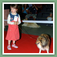 Berger des Shetland - Chiens
