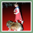 Berger des Shetland - Chiens
