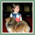 Berger des Shetland - Chiens