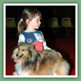 Berger des Shetland - Chiens