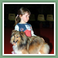Berger des Shetland - Chiens