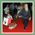 Berger des Shetland - Chiens