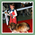 Berger des Shetland - Chiens