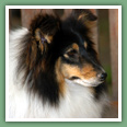 Berger des Shetland - Chiens