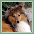 Berger des Shetland - Chiens