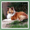 Berger des Shetland - Chiens