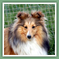Berger des Shetland - Chiens