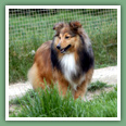 Berger des Shetland - Chiens