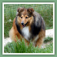 Berger des Shetland - Chiens