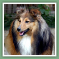Berger des Shetland - Chiens