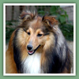 Berger des Shetland - Chiens