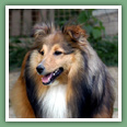 Berger des Shetland - Chiens