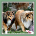 Berger des Shetland - Chiens