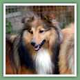 Berger des Shetland - Chiens