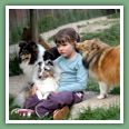 Berger des Shetland - Chiens