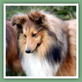 Berger des Shetland - Chiens