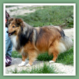 Berger des Shetland - Chiens