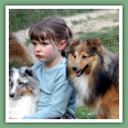 Berger des Shetland - Chiens