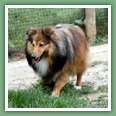 Berger des Shetland - Chiens