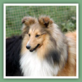 Berger des Shetland - Chiens