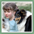 Berger des Shetland - Chiens