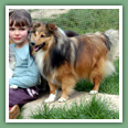 Berger des Shetland - Chiens