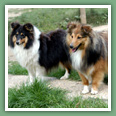Berger des Shetland - Chiens