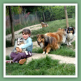 Berger des Shetland - Chiens
