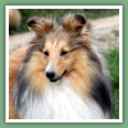 Berger des Shetland - Chiens