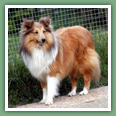 Berger des Shetland - Chiens