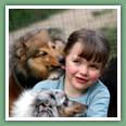Berger des Shetland - Chiens